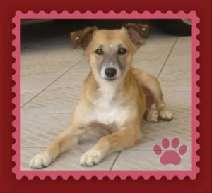 Cachorro raça SRD idade 2 anos nome Mel