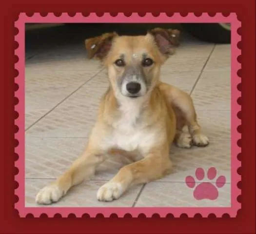 Cachorro ra a SRD idade 2 anos nome Mel