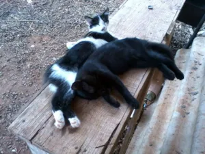 Gato raça SRD idade 2 a 6 meses nome Sem Nome