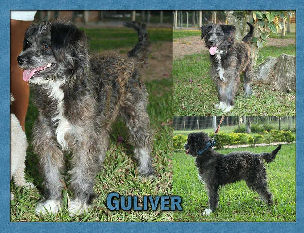 Cachorro ra a Pastor dos Pirineus idade 2 a 6 meses nome Guliver