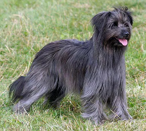 Cachorro ra a Pastor dos Pirineus idade 2 a 6 meses nome Guliver