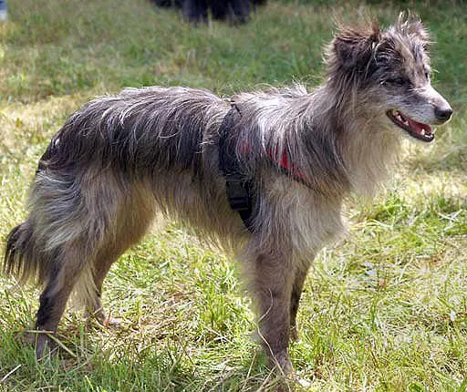 Cachorro ra a Pastor dos Pirineus idade 2 a 6 meses nome Guliver
