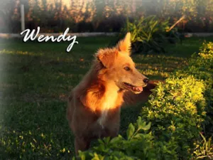 Cachorro raça Mini Golden idade 7 a 11 meses nome Wendy
