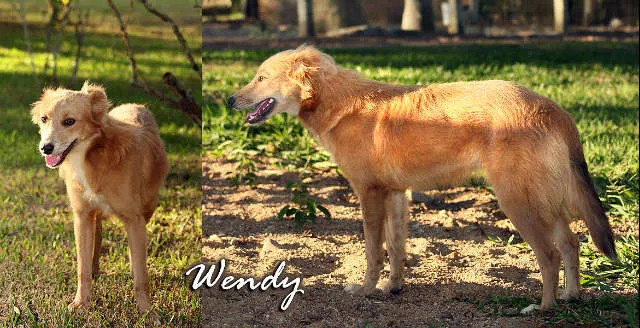 Cachorro ra a Mini Golden idade 7 a 11 meses nome Wendy