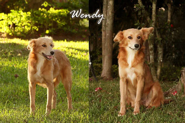 Cachorro ra a Mini Golden idade 7 a 11 meses nome Wendy