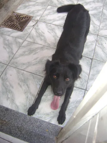 Cachorro raça SRD idade 2 anos nome Mel