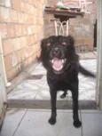Mel