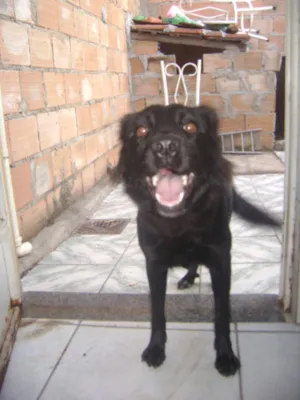 Cachorro raça SRD idade 2 anos nome Mel