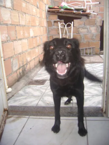 Cachorro raça SRD idade 2 anos nome Mel