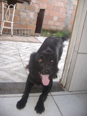 Cachorro raça SRD idade 2 anos nome Mel