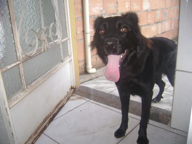 Cachorro raça SRD idade 2 anos nome Mel