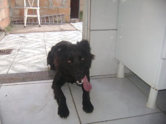 Cachorro raça SRD idade 2 anos nome Mel
