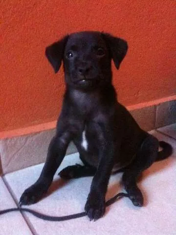 Cachorro ra a SRD idade 2 a 6 meses nome Boris