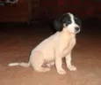 Filhotes