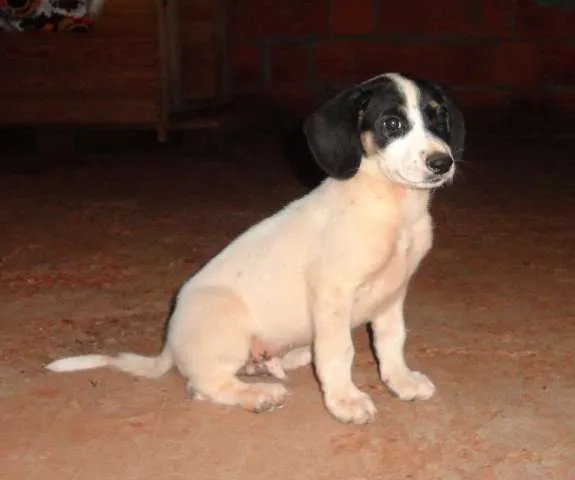 Cachorro ra a SRD idade 2 a 6 meses nome Filhotes