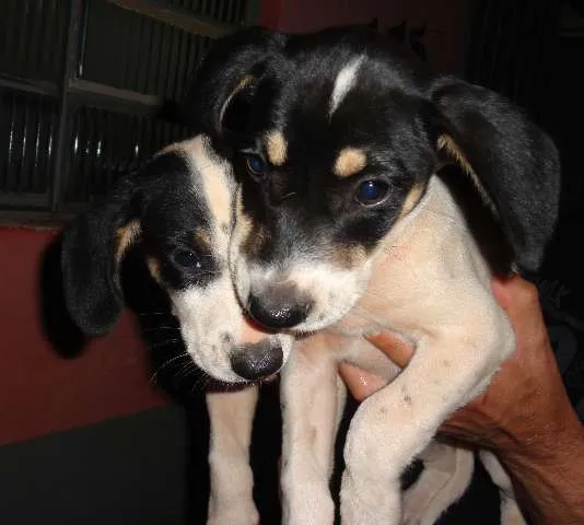 Cachorro ra a SRD idade 2 a 6 meses nome Filhotes