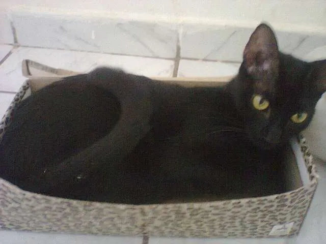 Gato ra a vira lata idade 7 a 11 meses nome Pretinha