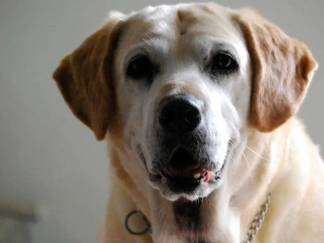 Cachorro ra a Labrador idade 6 ou mais anos nome MARIE GRATIFICA