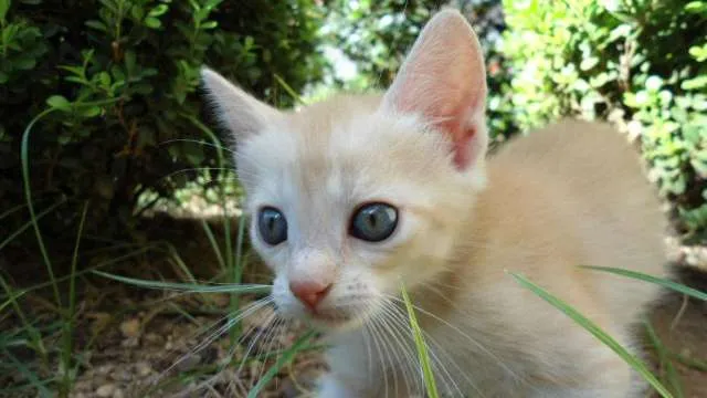Gato ra a SRD idade 2 a 6 meses nome Clara