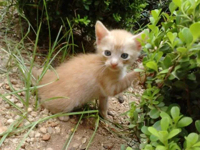 Gato ra a SRD idade 2 a 6 meses nome Mel