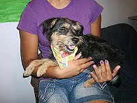 Cachorro raça SRD idade 1 ano nome FERNANDINHO
