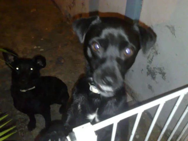 Cachorro ra a SRD idade 1 ano nome Chiquinho