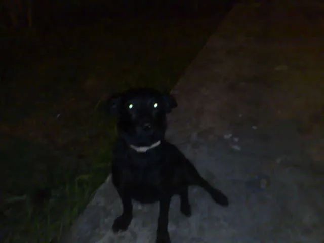 Cachorro ra a SRD idade 1 ano nome Nina