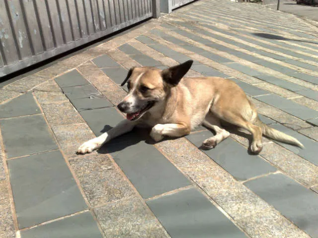 Cachorro ra a SRD idade 1 ano nome Mel