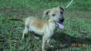 Cachorro raça SRD idade 2 a 6 meses nome Sem Nome
