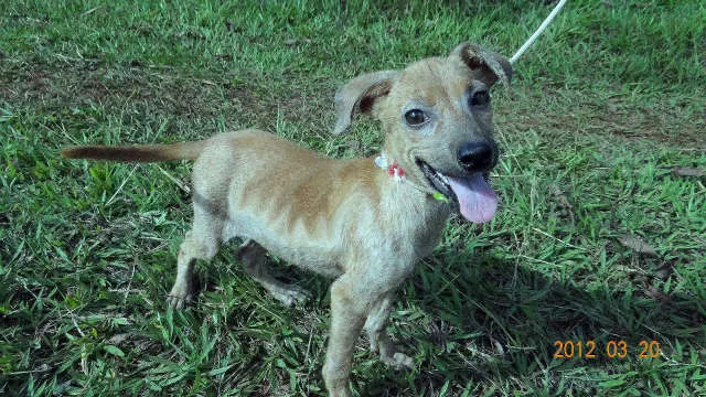 Cachorro ra a SRD idade 2 a 6 meses nome Sem Nome