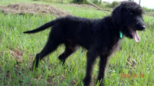 Cachorro raça SRD idade 2 anos nome Sem Nome