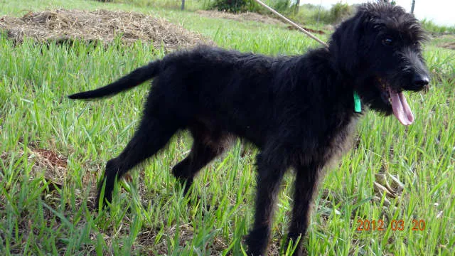 Cachorro ra a SRD idade 2 anos nome Sem Nome