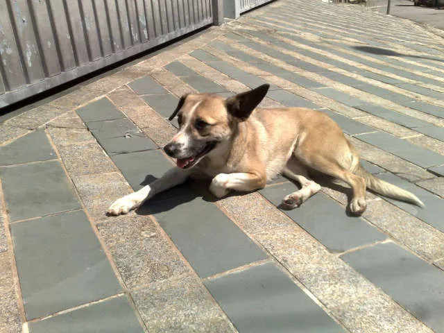 Cachorro ra a SRD idade 1 ano nome Baby