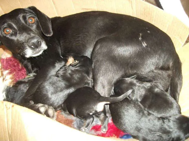 Cachorro ra a srd idade Abaixo de 2 meses nome pretinha e filhotes