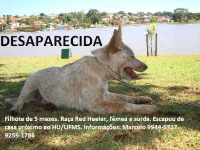Cachorro raça Red Heeler idade 2 a 6 meses nome Guarânia GRATIFICA