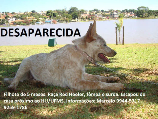 Cachorro ra a Red Heeler idade 2 a 6 meses nome Guarânia GRATIFICA