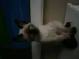 pirata