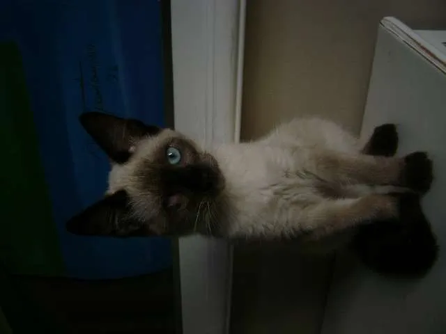 Gato ra a mestiço siamês idade Abaixo de 2 meses nome pirata