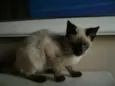 pirata