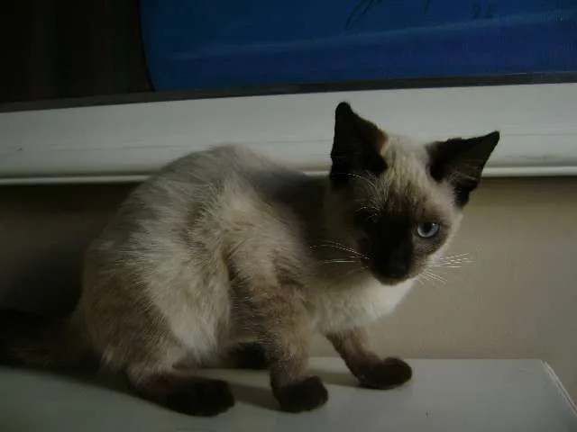 Gato ra a mestiço siamês idade Abaixo de 2 meses nome pirata