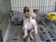 Vick