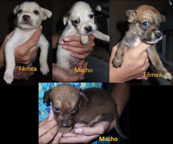 Cachorro ra a Vira-lata idade Abaixo de 2 meses nome Sem nome