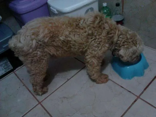 Cachorro ra a poodle idade  nome não tem