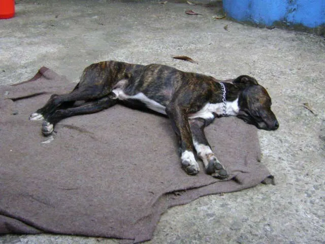 Cachorro ra a Pit mix idade 2 anos nome Vítor