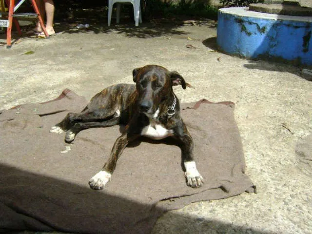 Cachorro ra a Pit mix idade 2 anos nome Vítor