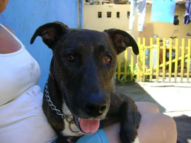 Cachorro ra a Pit mix idade 2 anos nome Vítor