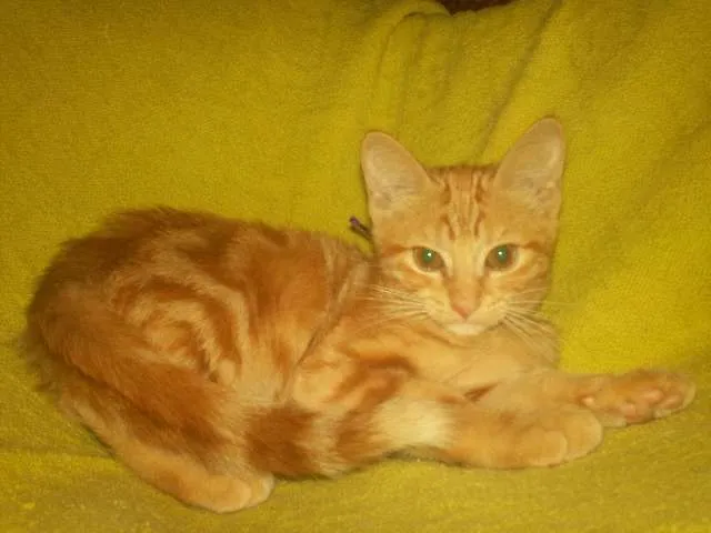 Gato ra a SRD idade 2 a 6 meses nome Polaquinha