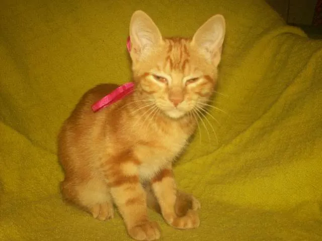 Gato ra a SRD idade 2 a 6 meses nome Alemoa
