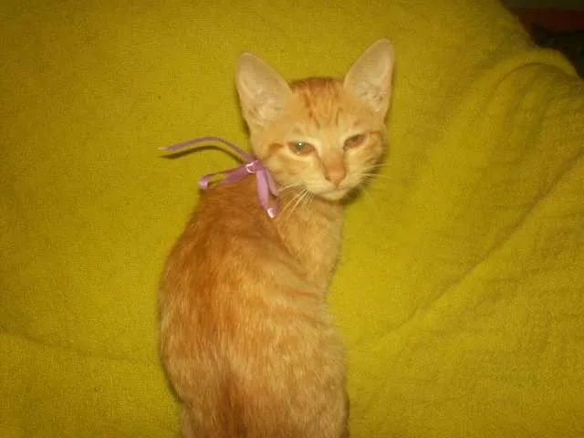 Gato ra a SRD idade 2 a 6 meses nome Loirinha