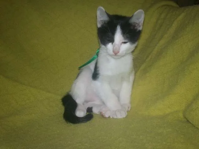 Gato ra a SRD idade 2 a 6 meses nome Zorro